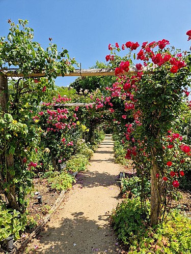 Roseraie de Morailles ©Laureen Pontus