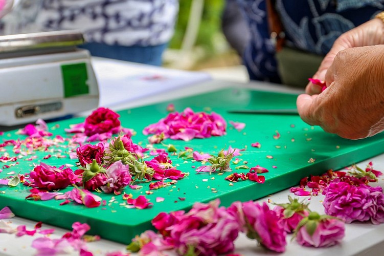 Roseraie de Morailles ©Lisa De Cesco