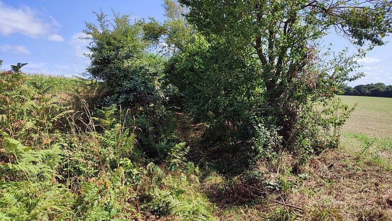 Tout droit. Le chemin longe le champs