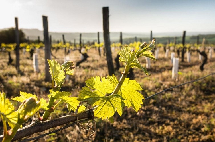 Région viticole de Graves