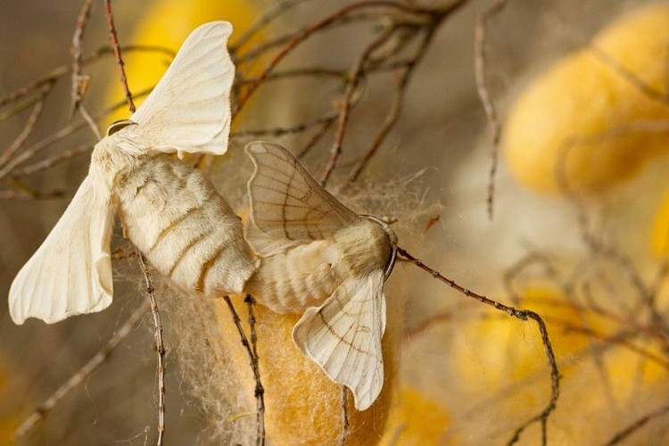 Papillons Bombyx du mûrier