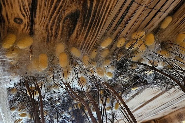 Cocons de ver à soie