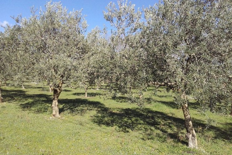 Culture d'oliviers