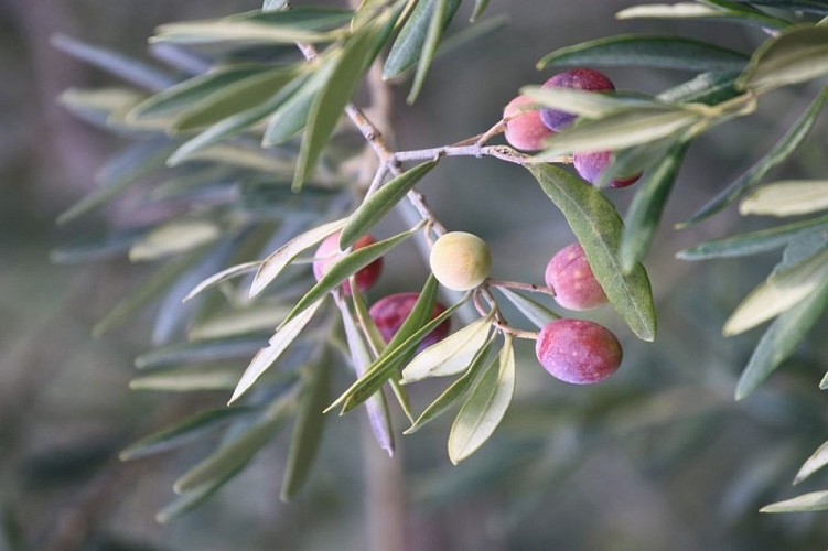 Branche d'oliviers