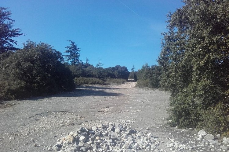 Forêt des Grands Clos