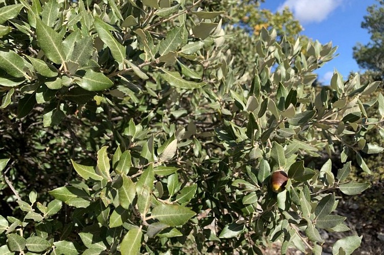 Feuilles de Chêne vert