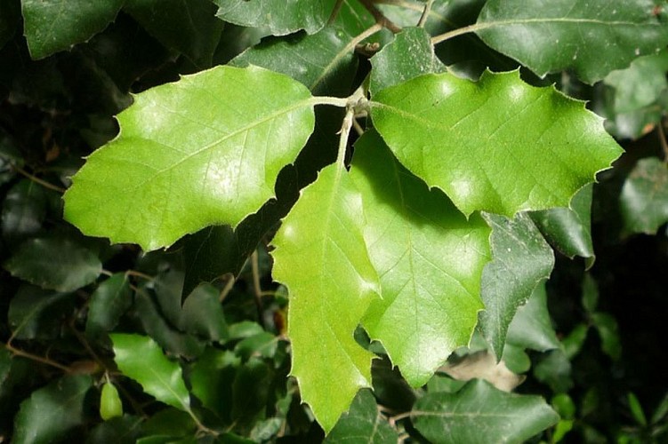 Feuilles hautes de Chêne vert