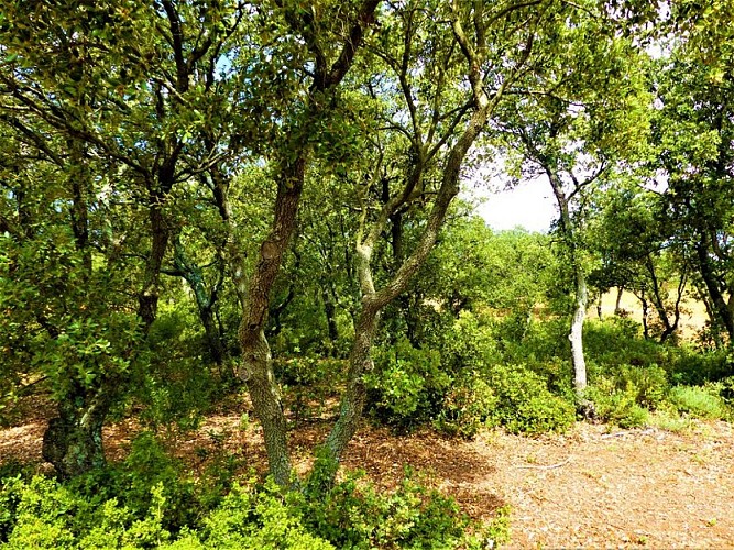 Petit bosquet de chênes verts