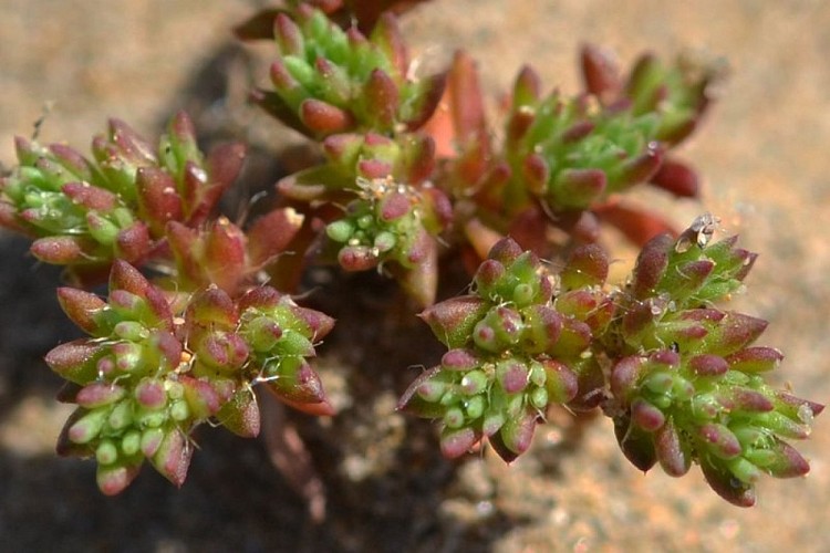 Loeflingie d'Espagne