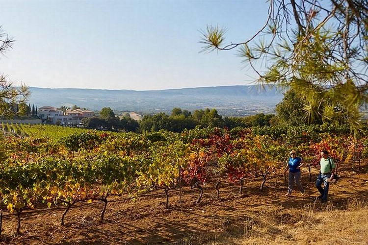 Vignes et Petit luberon