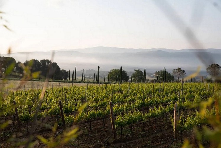 Vignes et Grand Luberon