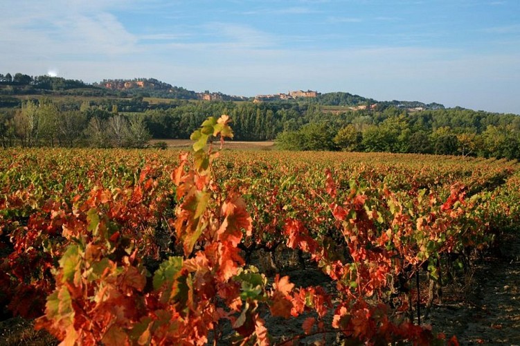 Vignes de la Plaine de Sylla et Roussillon au loin