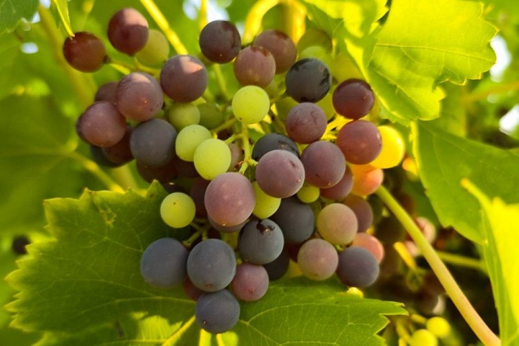 Véraison de raisins