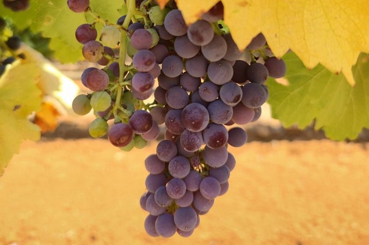 Véraison de raisins
