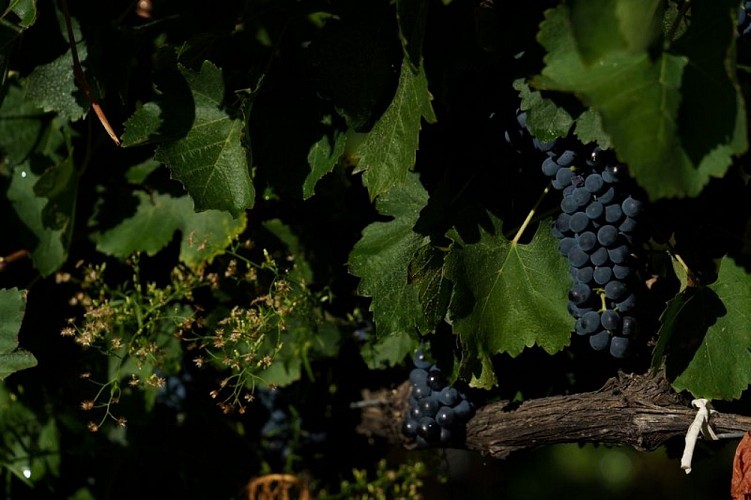 Raisins à maturité