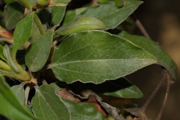 Ciste à feuille de lauriers