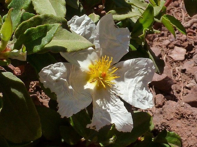 Ciste à feuille de lauriers