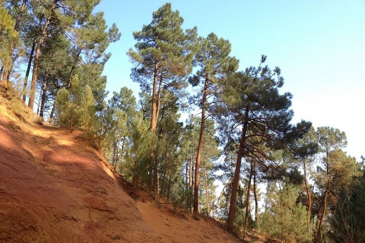 Forêt du Coteau des Meuniers