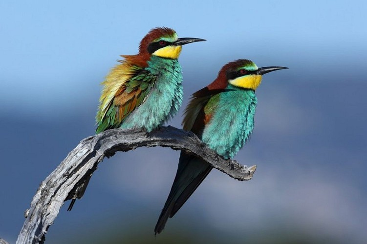 Duo de Guêpier d'Europe