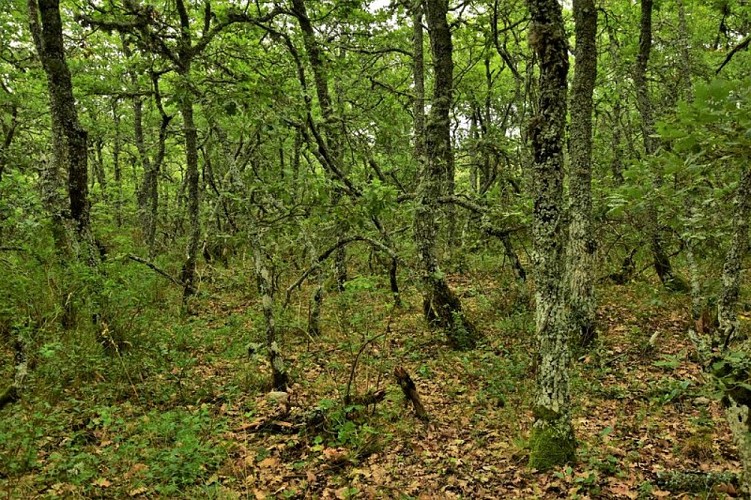Forêt fermée