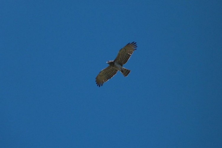 Circaète Jean-le-Blanc