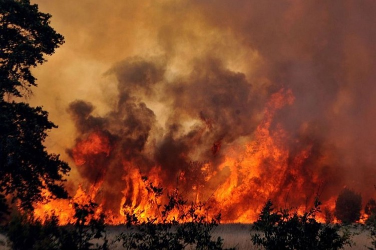Incendie de forêt