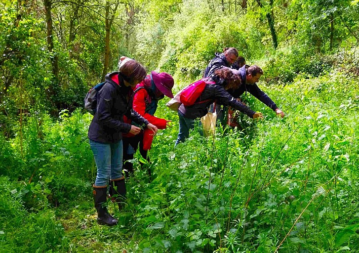 Stage cueillette et cuisine des plantes sauvages comestibles