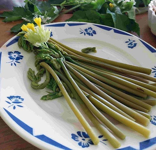 Stage cueillette et cuisine des plantes sauvages comestibles