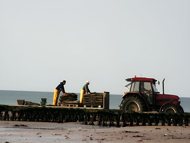 Parc-huitres-plage-asnelles