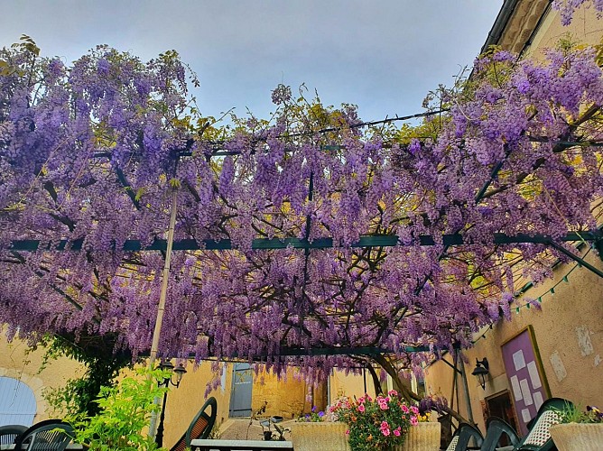 Le Wisteria