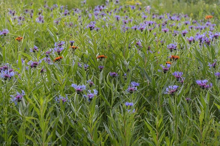 Centaurée triumphetti