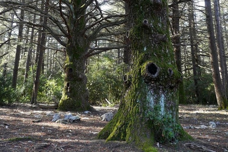 Cèdre du Petit Luberon (1ère génération)