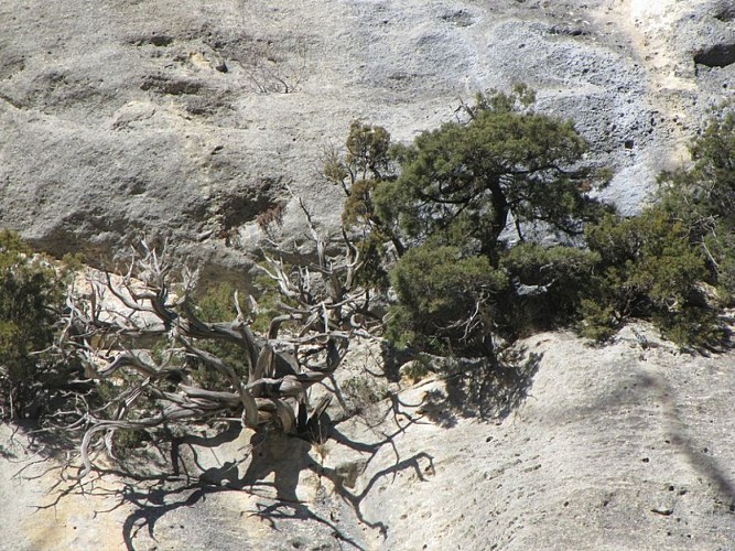 Genévrier de Phénicie