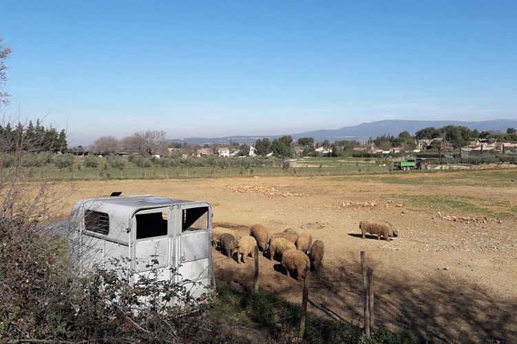 Elevage de cochons Mangalica
