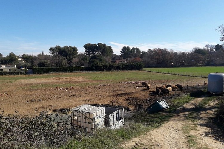 Elevage de cochons Mangalica