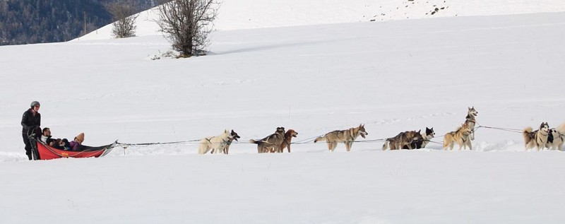 Baptême en Grand attelage (Traîneau)