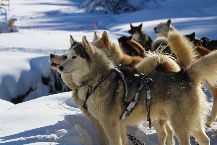 Rencontre avec les chiens nordiques