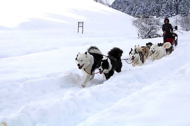 Baptême en Grand attelage (Traîneau)