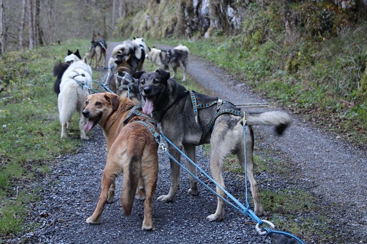 Baptême en Grand attelage (Cani-Kart)