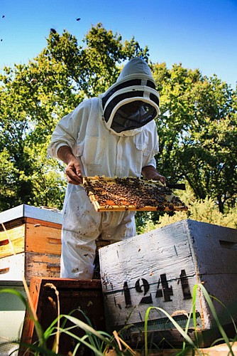 GAEC Les Ruchers du Pays Blanc - Un apiculteur à la table des chefs