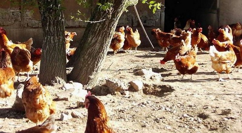 La Ferme de la Maisonneuve