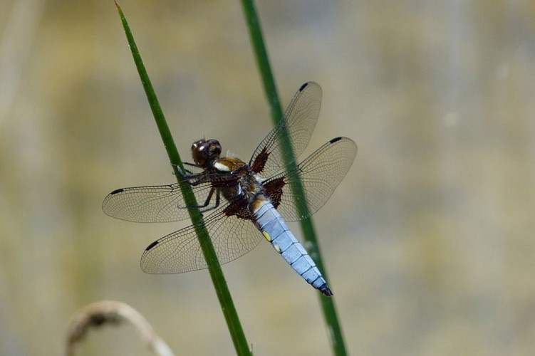 Libellule déprimée