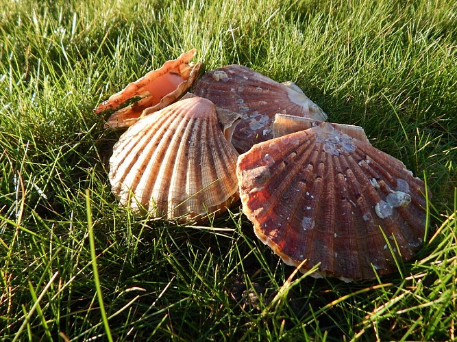 La coquille Saint Jacques à Grandcamp-Maisy