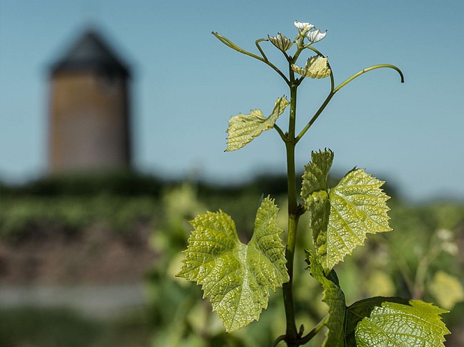 Domaine Ménard-Gaborit