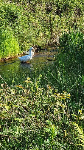 Le Moulin de Chassy - canard marais