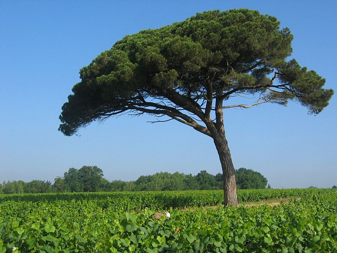 DOMAINE DES HERBAUGES