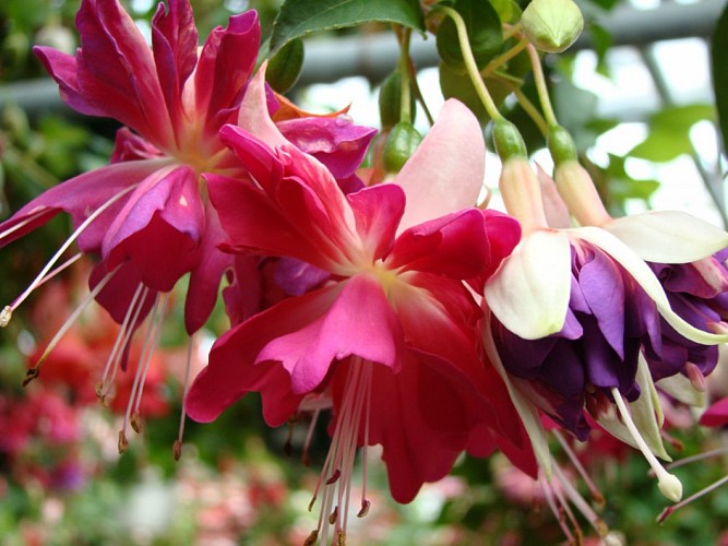 Fuchsia Delhommeau