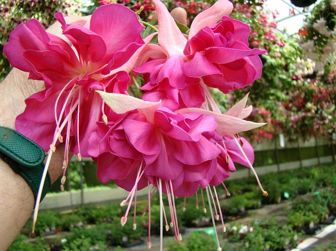 Fuchsia Delhommeau