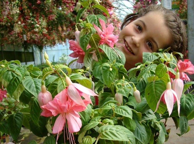 Fuchsia Delhommeau