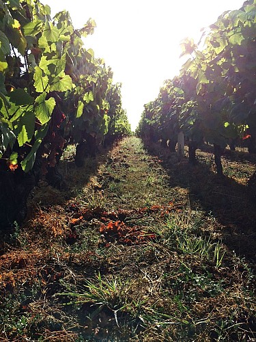 Domaine Bruno Cormerais